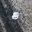 Bird poo face